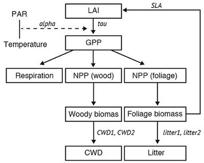 Regional-Scale Data Assimilation of a Terrestrial Ecosystem Model: Leaf Phenology Parameters Are Dependent on Local Climatic Conditions